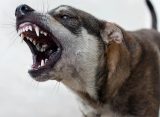 Свора бездомных псов покусала 11-летнюю девочку в центре Рязани