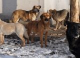 Бродячие псы лишили жительницу Сараев под Рязанью куриного выводка