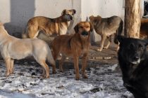 Бродячие псы лишили жительницу Сараев под Рязанью куриного выводка