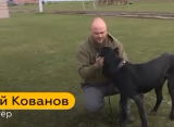 Кинолог из Рязани Юрий Кованов спасает бездомных собак в Мариуполе