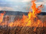 В МЧС напомнили жителям рязанской области о штрафах за сжигание травы и мусора