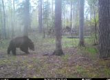 Фотоловушка в Окском заповеднике под Рязанью засняла проснувшегося после спячки медведя