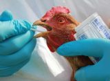 В Милославском районе Рязанской области введен карантин из-за птичьего гриппа