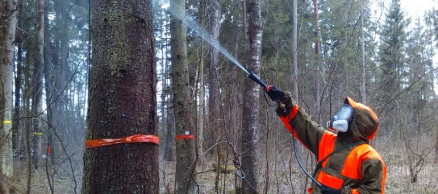 Минприроды просит рязанцев месяц не ходить в леса Клепиковского района