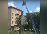 Жители улицы Дзержинского в Рязани просят «остановить беспредел» с вырубкой деревьев