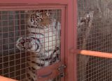 Росприроднадзор еще раз проверит, как живет тигрица Матильда в частном доме под Рязанью