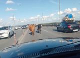 Две коровы заблокировали одну полосу на Солотчинском мосту в Рязани