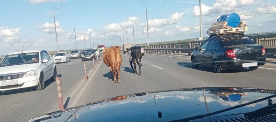 Две коровы заблокировали одну полосу на Солотчинском мосту в Рязани