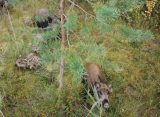При сборе клюквы в лесу жительница Рязани встретила кабаниху с детенышами