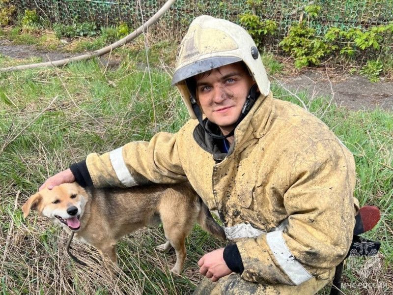 В Рязани пожарные спасли привязанную к горящему жилому дому собаку