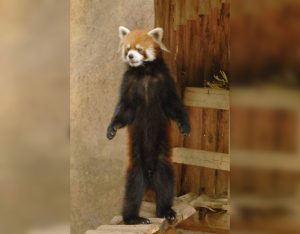 В японском зоопарке прошла вечеринка по случаю 20-летия знаменитой красной панды Фута