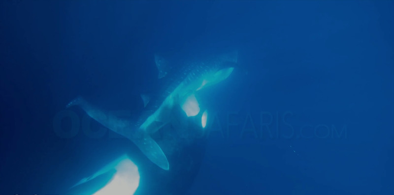 Live Science: Опубликованы редкие кадры – косатка выгрызает печень у китовой акулы