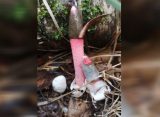«Непристойный» гриб с запахом мяса обнаружили в Петербурге