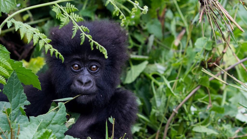 BFMTV: в Руанде состоялось ежегодное присвоение имен молодым гориллам