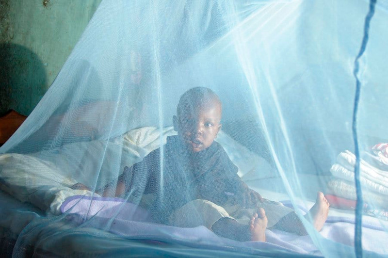The Conversation: новая бактерия против малярийных комаров