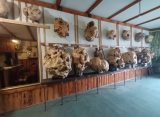 В экспозициях нового музея в Касимове покажут необычные наросты