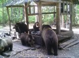 В Марий Эл фотоловушка «поймала» в кадр многодетную маму-медведицу с шестью медвежатами