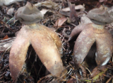 В Истре грибники нашли редкий гриб в форме лап совы из Красной книги Подмосковья