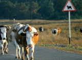 Под Рязанью с 20 сентября каждый день перекрывают дорогу для перегона скота