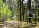 На восстановление лесов Рязанщины в 2022 году потратили 115 миллионов