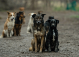 С 18 сентября в Рязанском районе отлавливают безнадзорных псов
