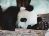 Китай забирает своих панд из Смитсоновского зоопарка в Вашингтоне