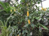 В оранжерее музея-заповедника Есенина выращивают цитрусы и ананасы