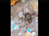 В Рязани дети обнаружили гранату вблизи мусорных контейнеров на Михайловском шоссе