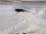 Жители Рязани сообщили о провале асфальта на ул. Дачной в Приокском