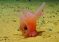 IFL Science: на дне Тихого океана обнаружен розовый «поросенок Барби» с ножками-сосисками
