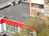 В Рязани жильцы дома на Грибоедова выпускают пса на прогулку по крыше «Магнита»