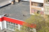 В Рязани жильцы дома на Грибоедова выпускают пса на прогулку по крыше «Магнита»