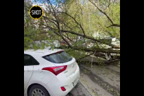 Ураганный ветер в Москве и Подмосковье повалил больше сотни деревьев