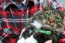 В США семейная пара из Юты случайно отправила кошку в посылке Amazon