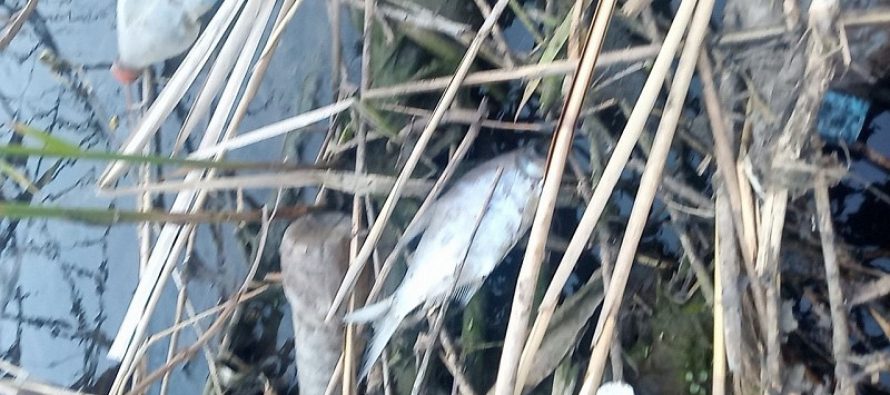 Рязанцы нашли причину массовой гибели рыбы в Листвянке