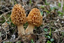 Токсиколог Смелова: весенние грибы содержат сильнейший яд гиромитрин