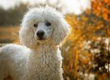 JSAP: британские ветеринары назвали породы собак, которых чаще кусают клещи