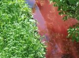 В Рязани вода в ручье Быстрец стала красного цвета